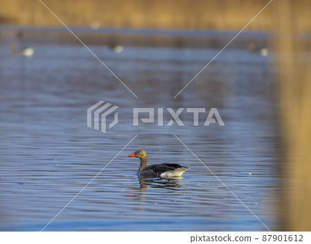 Great Goose, (Anser anser), Southern Bohemia, Czech Republic 87901612