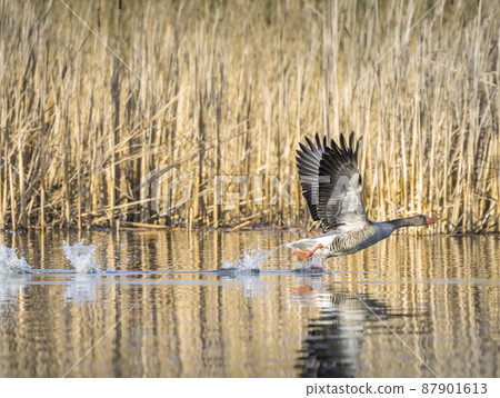 Great Goose, (Anser anser), Southern Bohemia, Czech Republic 87901613