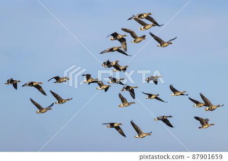 Great Goose, (Anser anser), Southern Bohemia, Czech Republic 87901659