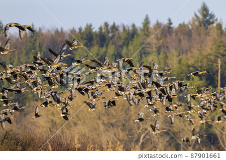 Great Goose, (Anser anser), Southern Bohemia, Czech Republic 87901661