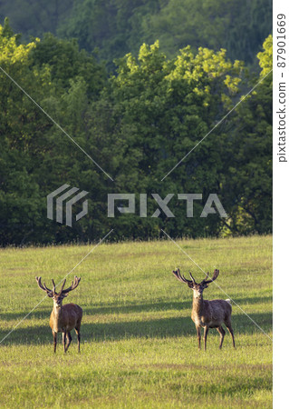 Deer grazing early in morning, Ceske Stredohori, Northern Bohemia, Czech Republic 87901669