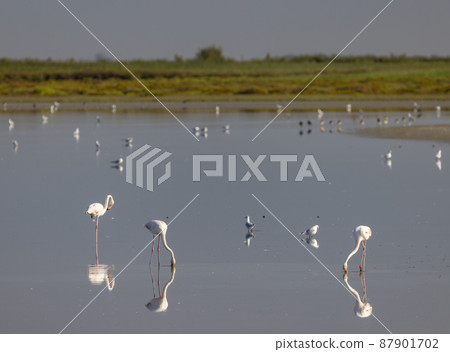 Flamingo in Parc Naturel regional de Camargue, Provence, France Flamingo in Parc Naturel regional de Camargue, Provence, France 87901702