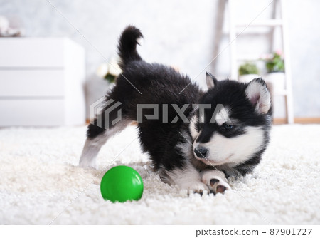 Lovely Alaskan malamute puppy plays with a green ball on the carpet in the room Lovely Alaskan malamute puppy plays with a green ball on the carpet in the room 87901727