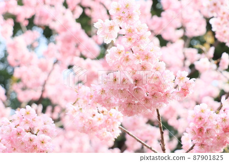 盛開的櫻花，蓬鬆的櫻花，櫻花，春天的形象 87901825