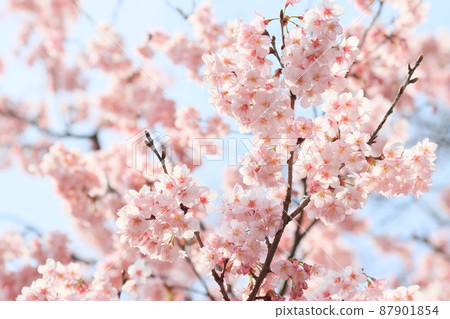 盛開的櫻花，蓬鬆的櫻花，櫻花，春天的形象 87901854