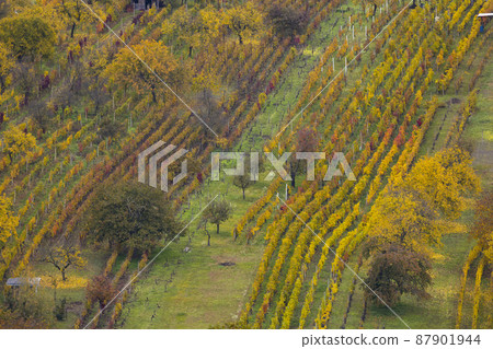Autumn vineyard near Mutenice, Southern Moravia, Czech Republic Autumn vineyard near Mutenice, Southern Moravia, Czech Republic 87901944