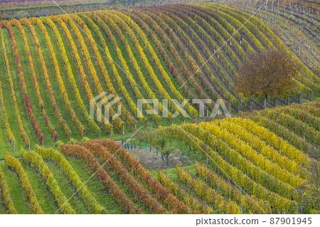 Autumn vineyard near Cejkovice, Southern Moravia, Czech Republic Autumn vineyard near Cejkovice, Southern Moravia, Czech Republic 87901945