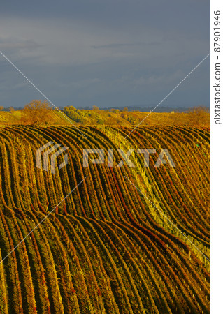 Autumn vineyard near Cejkovice, Southern Moravia, Czech Republic Autumn vineyard near Cejkovice, Southern Moravia, Czech Republic 87901946