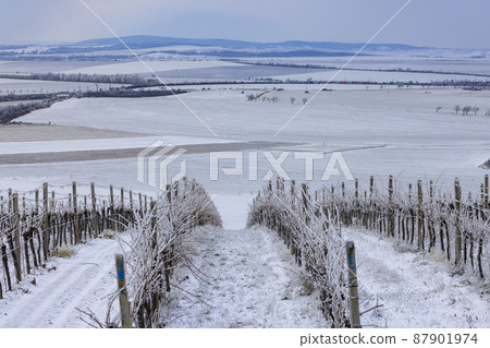Winter vineyard near Mikulov, Palava region, Southern Moravia, Czech Republic 87901974