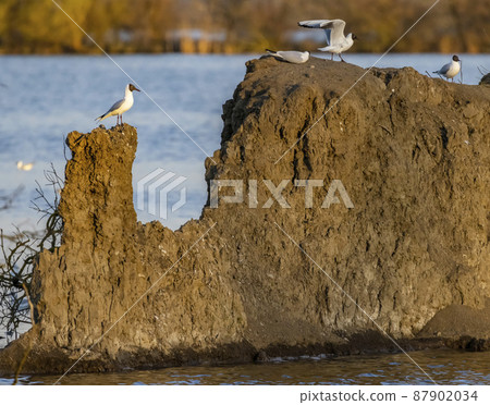 Black-headed Gull, Jaroslavice pond, Znojmo region, Southern Moravia, Czech Republic Black-headed Gull, Jaroslavice pond, Znojmo region, Southern Moravia, Czech Republic 87902034