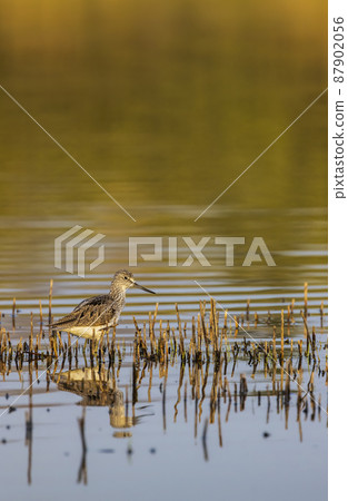 Common Greenshank (Tringa nebularia), Dehtar pond, Southern Bohemia, Czech Republic Common Greenshank (Tringa nebularia), Dehtar pond, Southern Bohemia, Czech Republic 87902056