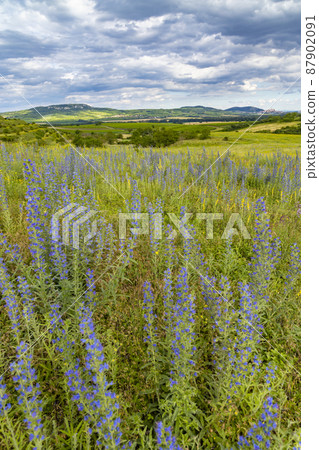 Spring landscape in Palava near Dolni Dunajovice, Southern Moravia, Czech Republic Spring landscape in Palava near Dolni Dunajovice, Southern Moravia, Czech Republic 87902091