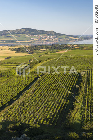 Vineyards under Palava near Zajeci, Southern Moravia, Czech Republic 87902093