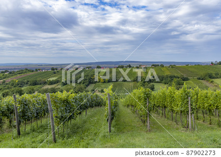 Summer vineyard nearby Strekov, Southern Slovakia Summer vineyard nearby Strekov, Southern Slovakia 87902273