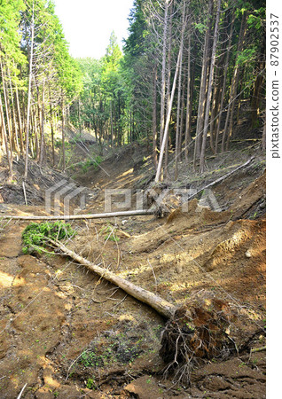 足柄山脈的矢倉岳倒塌，樹木倒塌 87902537