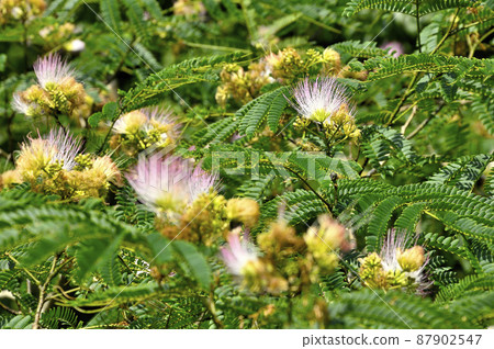 Silk tree flower in Minamiashigara City, Kanagawa Prefecture 87902547