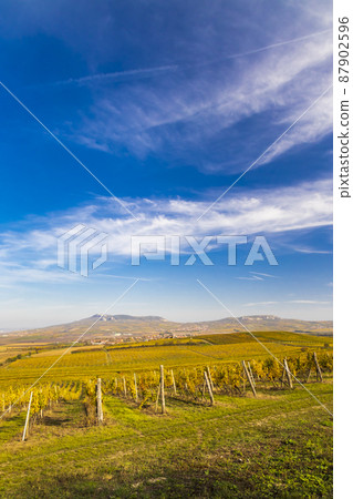 Vineyards near Dolni Dunajovice in Palava region, Southern Moravia, Czech Republic 87902596