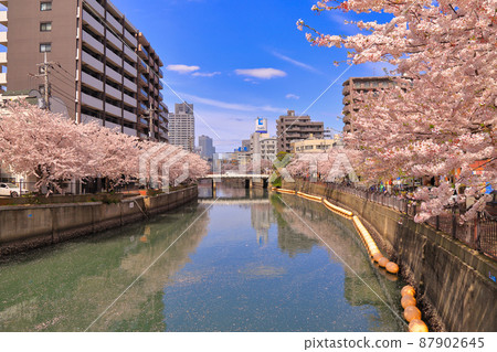Sakura of Ooka River Promenade (Yokohama City, Kanagawa Prefecture) Sakura of Ooka River Promenade (Yokohama City, Kanagawa Prefecture) 87902645