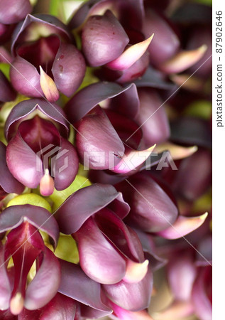 Tobikazura flowers Tobikazura flowers 87902646