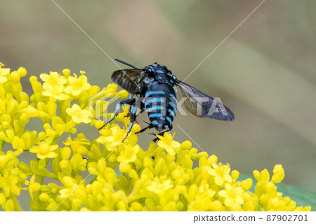 高知縣安藝區北川村莫奈花園 旱獺藍蜜蜂 87902701