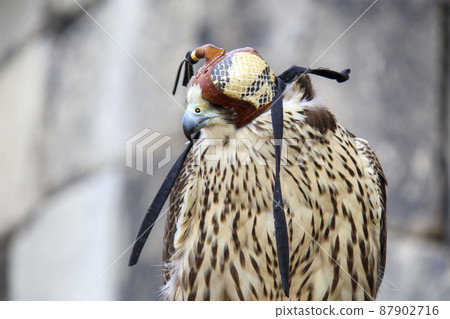 Hooded hawk 87902716