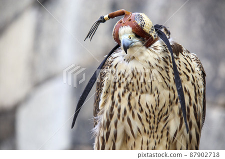 Hooded hawk 87902718