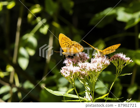 Silver-washed fritillary butterfly in natural environment, National park Slovensky raj, Slovakia 87902721
