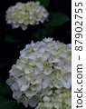White hydrangea in the forest 87902755