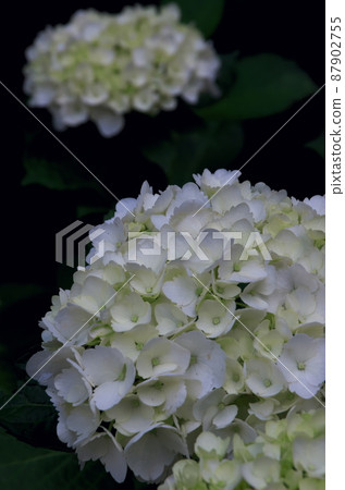森林中的白色繡球花 87902755