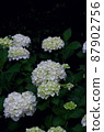 White hydrangea in the forest 87902756