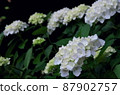 White hydrangea in the forest 87902757