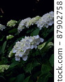 White hydrangea in the forest 87902758