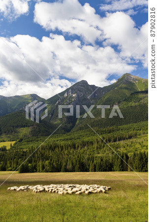 flock of sheep in Belianske tatras mountains, Slovakia flock of sheep in Belianske tatras mountains, Slovakia 87902816