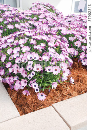 Light purple osteospermum or dimorphotheca flowers, purple flowers 87902848