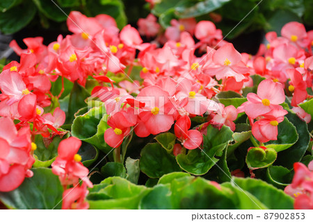 Begonias, semperflorens begonias, in the garden, potted begonia 87902853