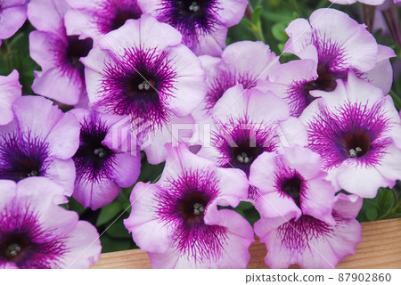 Petunia, Petunias in the tray,Petunia in the pot 87902860
