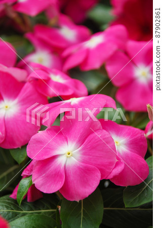 foliage vinca flowers, rose vinca flowers (Madagascar periwinkle) 87902861