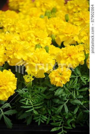 Tagetes patula French marigold in bloom, orange yellow flowers, green leaves 87902864