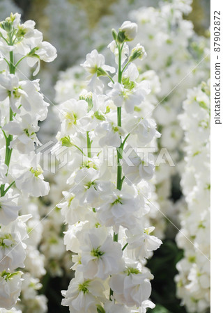 Matthiola incana flower, stock flowers, cut flowers in the nursery, full bloom 87902872