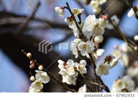 初春的白李子，映襯在藍天下 87902933