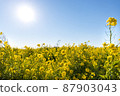 油菜花和藍天 87903043