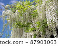 Wisteria trellis 87903063
