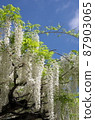 Wisteria trellis 87903065