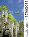 Wisteria trellis 87903066