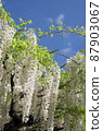 Wisteria trellis 87903067