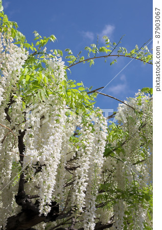 Wisteria trellis Wisteria trellis 87903067