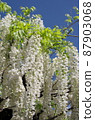 Wisteria trellis 87903068