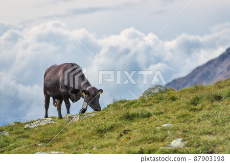 An apologetic cow alone in the pasture 87903198