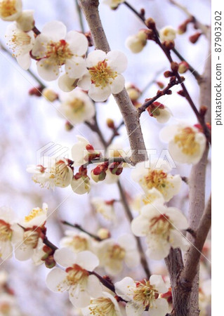 梅花 梅花 87903202