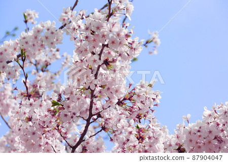 Cherry blossoms in full bloom Cherry blossoms in full bloom 87904047